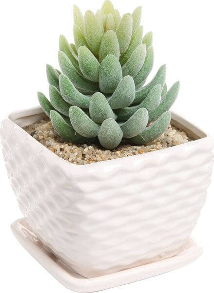 Contemporary White Ceramic Succulent Planter Flower Pot Contemporary White Ceramic Succulent Planter Flower Pot