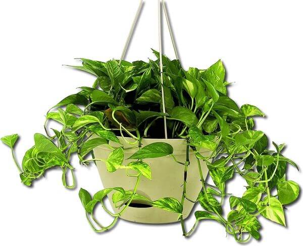 Misco Flare Hanging Planter Misco Flare Hanging Planter