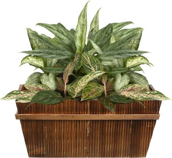 16-inch Decorative Country Rustic Wooden Flower Pot 16-inch Decorative Country Rustic Wooden Flower Pot