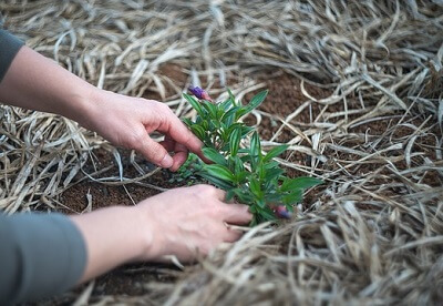 planting-a-plant