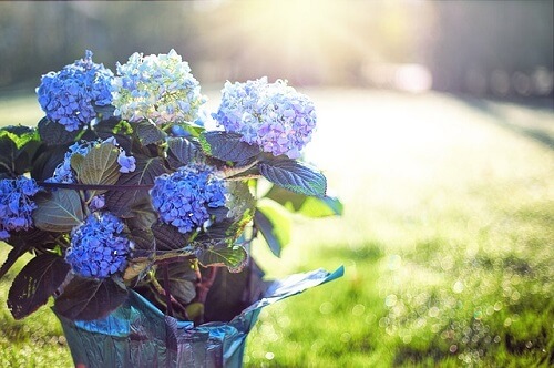 hydrangeas