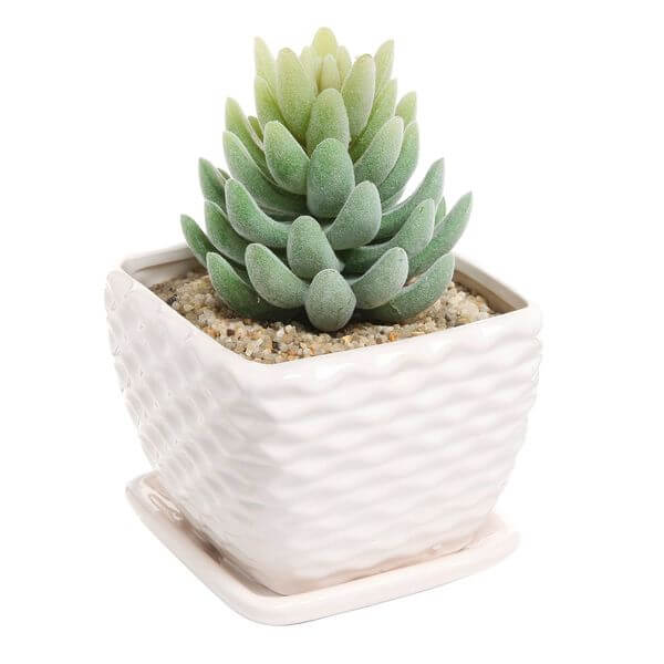 Contemporary White Ceramic Succulent Planter Flower Pot Contemporary White Ceramic Succulent Planter Flower Pot
