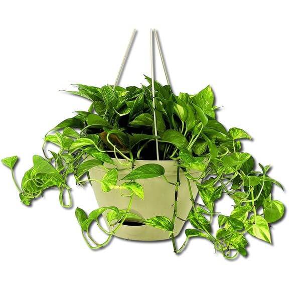 Misco Flare Hanging Planter Misco Flare Hanging Planter