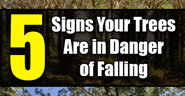 5 Signs Your Trees Are in Danger of Falling - Golly Gee Gardening