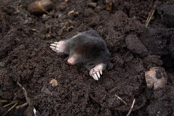 Mole