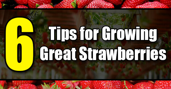 6 Tips for Growing Great Strawberries - Golly Gee Gardening