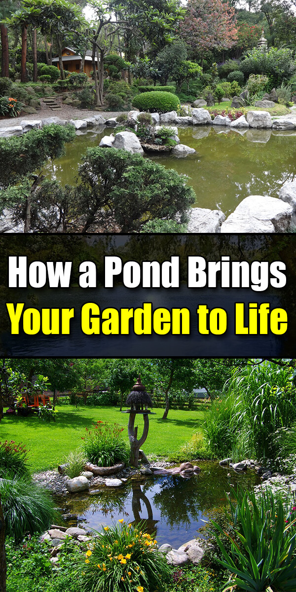 How a Pond Brings Your Garden to Life - Golly Gee Gardening