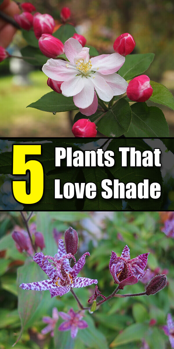 5 Plants That Love Shade - Golly Gee Gardening