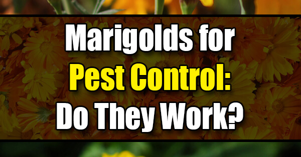 marigold pest deterrent