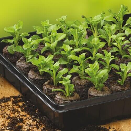 Peat Pellets How They Work and How They're Used Golly Gee Gardening