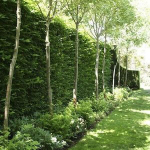 60 Wall Garden Ideas and Inspiration - Golly Gee Gardening #wallgardens #verticalgardens #verticalgardening